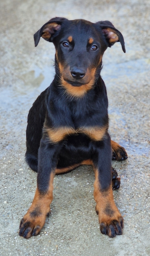 Cucciolo Beauceron maschio nato il 1 Aprile 2025 (disponibile da Giugno) - Des Gardiens de Rome