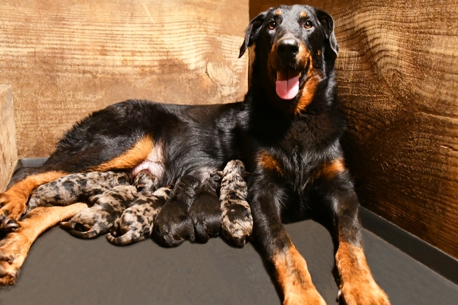Cuccioli Beauceron nati il 12 Luglio 2025 (disponibili dalla metà di Settembre) - Des Gardiens de Rome