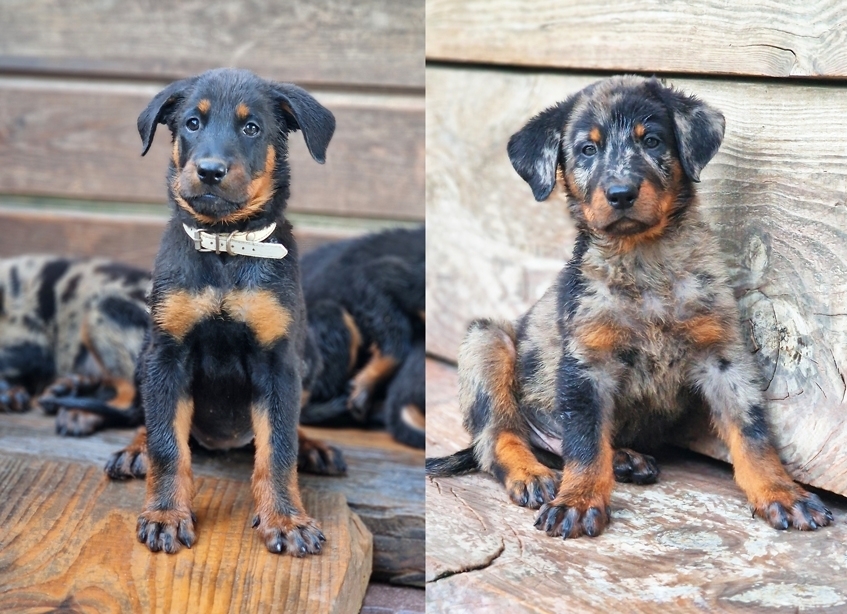 Cuccioli Beauceron nati il 12 Luglio 2025 (disponibili dalla metà di Settembre) - Des Gardiens de Rome