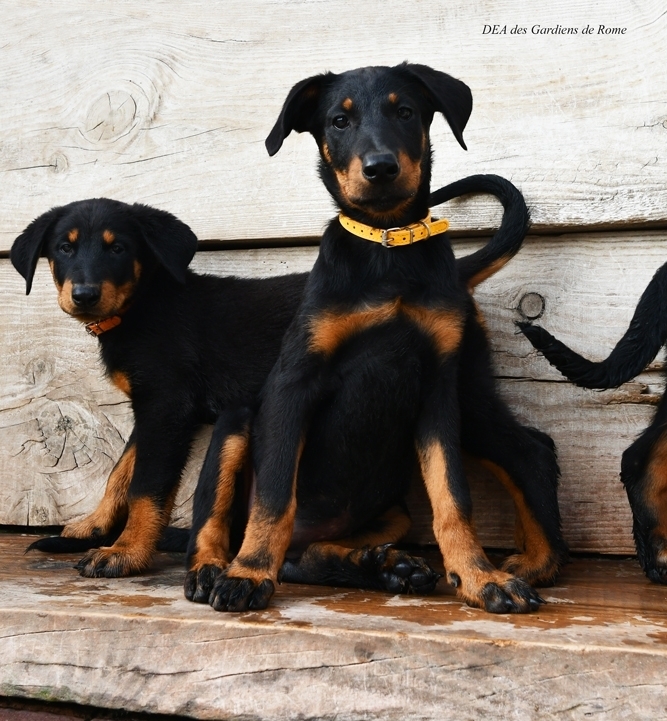 Cucciola Beauceron nero focata nata il 13 Agosto 2025 - Des Gardiens de Rome