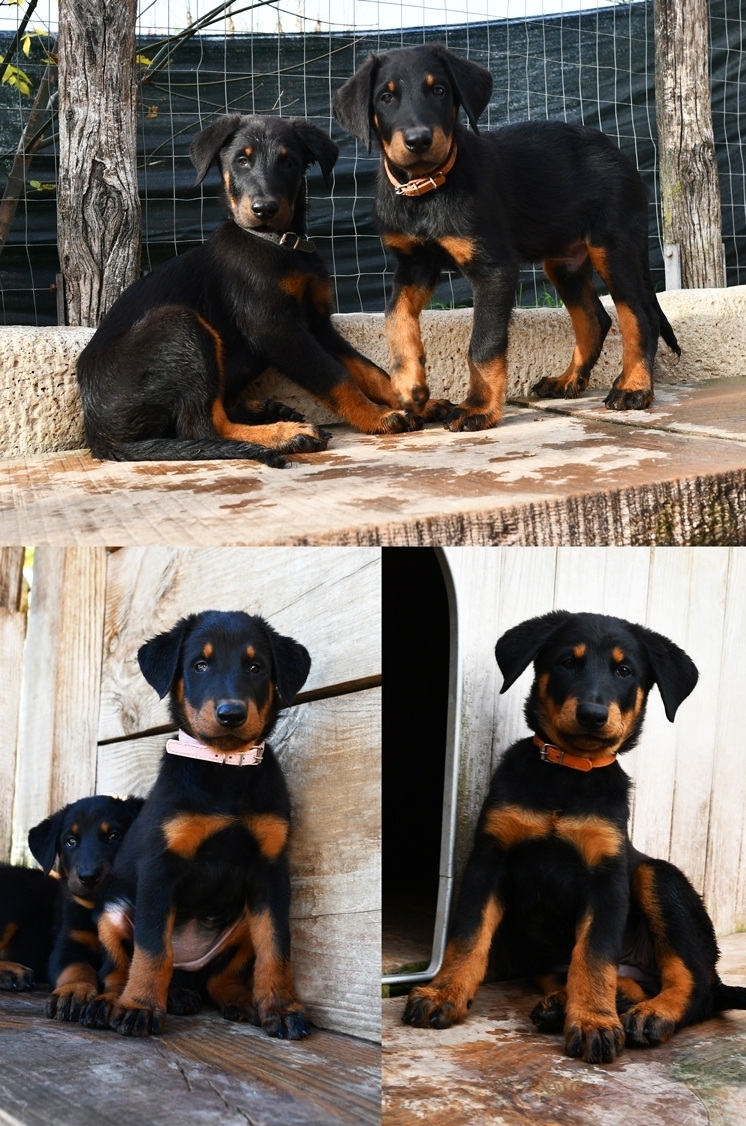 Cucciolata nata il 9 Settembre 2025 - Des Gardiens de Rome