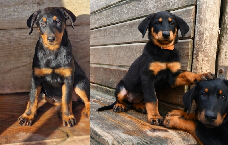 Cucciolata nata il 9 Settembre 2025 (disponibile da Dicembre) - Des Gardiens de Rome