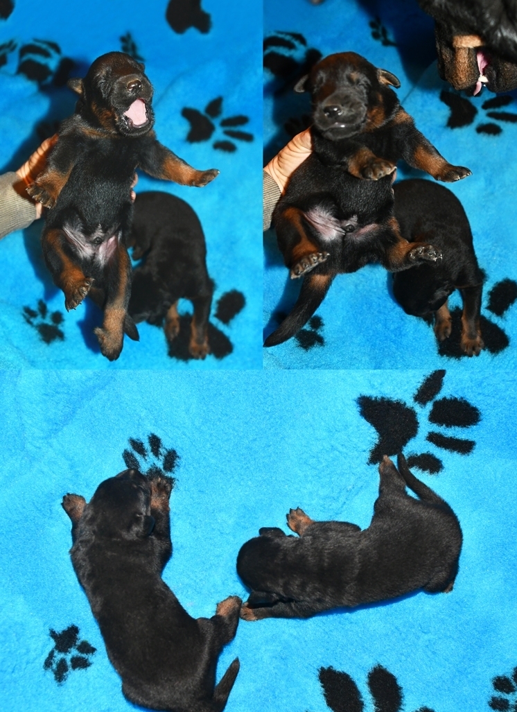 Cucciolata nata il 9 Dicembre 2025 (disponibile dal 9 Febbraio 2026) - Des Gardiens de Rome