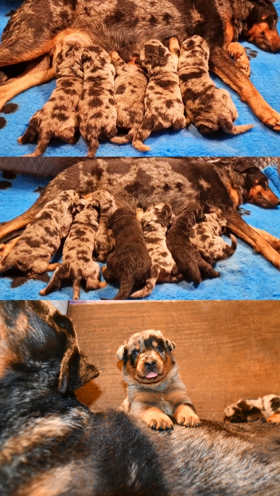 Cucciolata nata il 28 Novembre 2025 (disponibile dalla fine di Gennaio 2026) - Des Gardiens de Rome