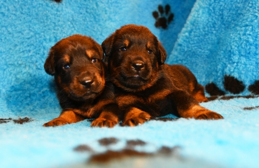 Cucciolata nata il 9 Dicembre 2025 (disponibile dal 9 Febbraio 2026) - Des Gardiens de Rome