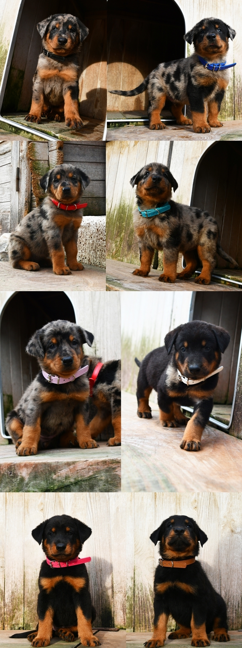 Cucciolata nata il 28 Novembre 2025 (disponibile dalla fine di Gennaio 2026) - Des Gardiens de Rome