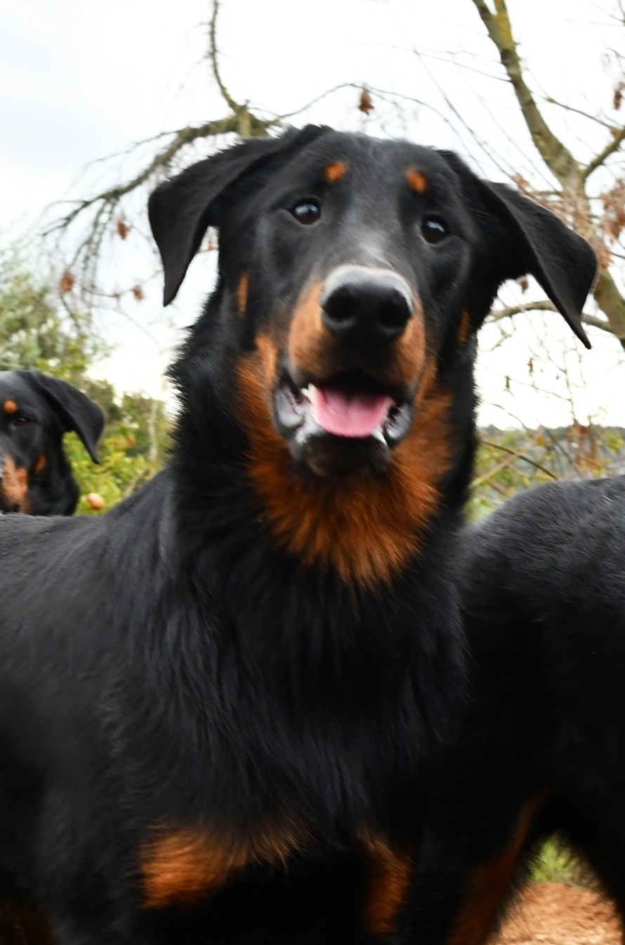 i nostri Beauceron - Des Gardiens de Rome