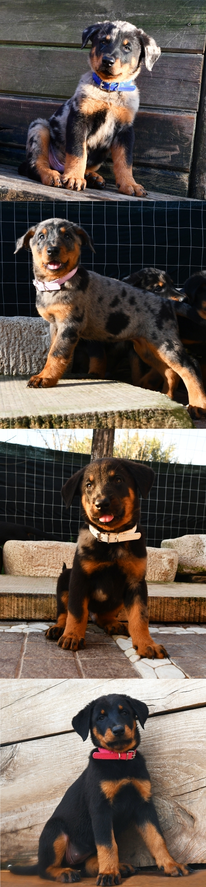 Cucciolata nata il 28 Novembre 2025 (disponibile dalla fine di Gennaio 2026) - Des Gardiens de Rome