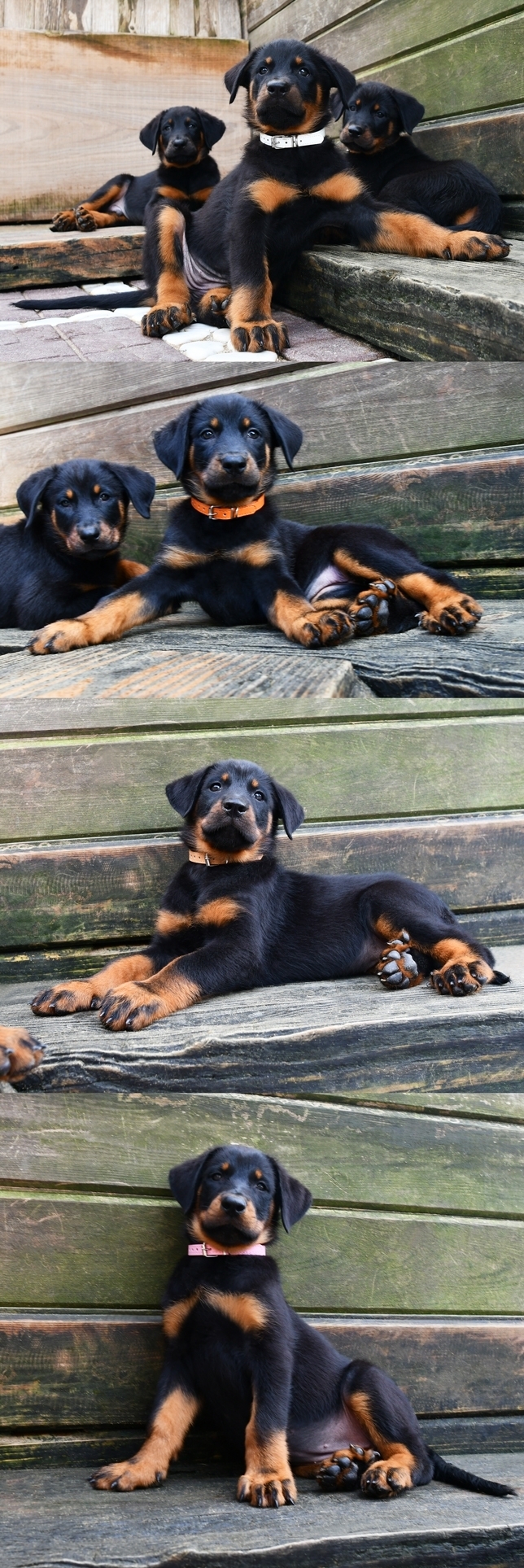 Cucciolata nata il 15 Gennaio 2026 (dipsonibile per la metà di Marzo) - Des Gardiens de Rome