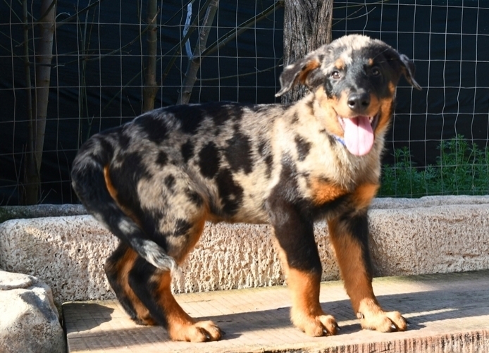 Cucciolo maschio arlecchino disponibile - Des Gardiens de Rome