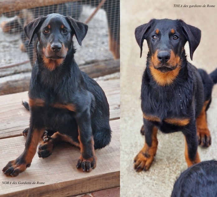 Due cucciole nero focate nate il 15 Gennaio 2026 - Des Gardiens de Rome
