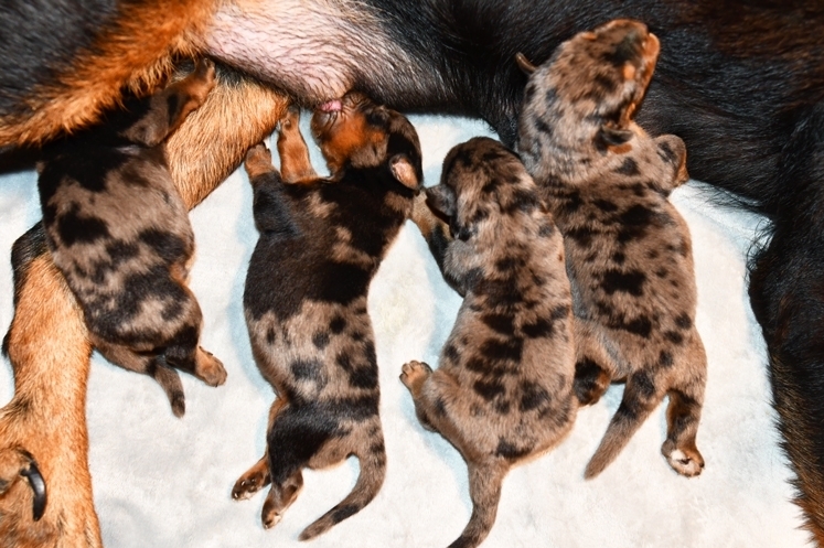 Cucciolata nata il 4 Agosto 2026 (disponibile a partire dal 4 Ottobre) - Des Gardiens de Rome