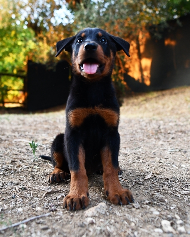 Cucciola nata il 15 Giugno 2026 (disponibile dalla fine di Agosto / Settembre) - Des Gardiens de Rome