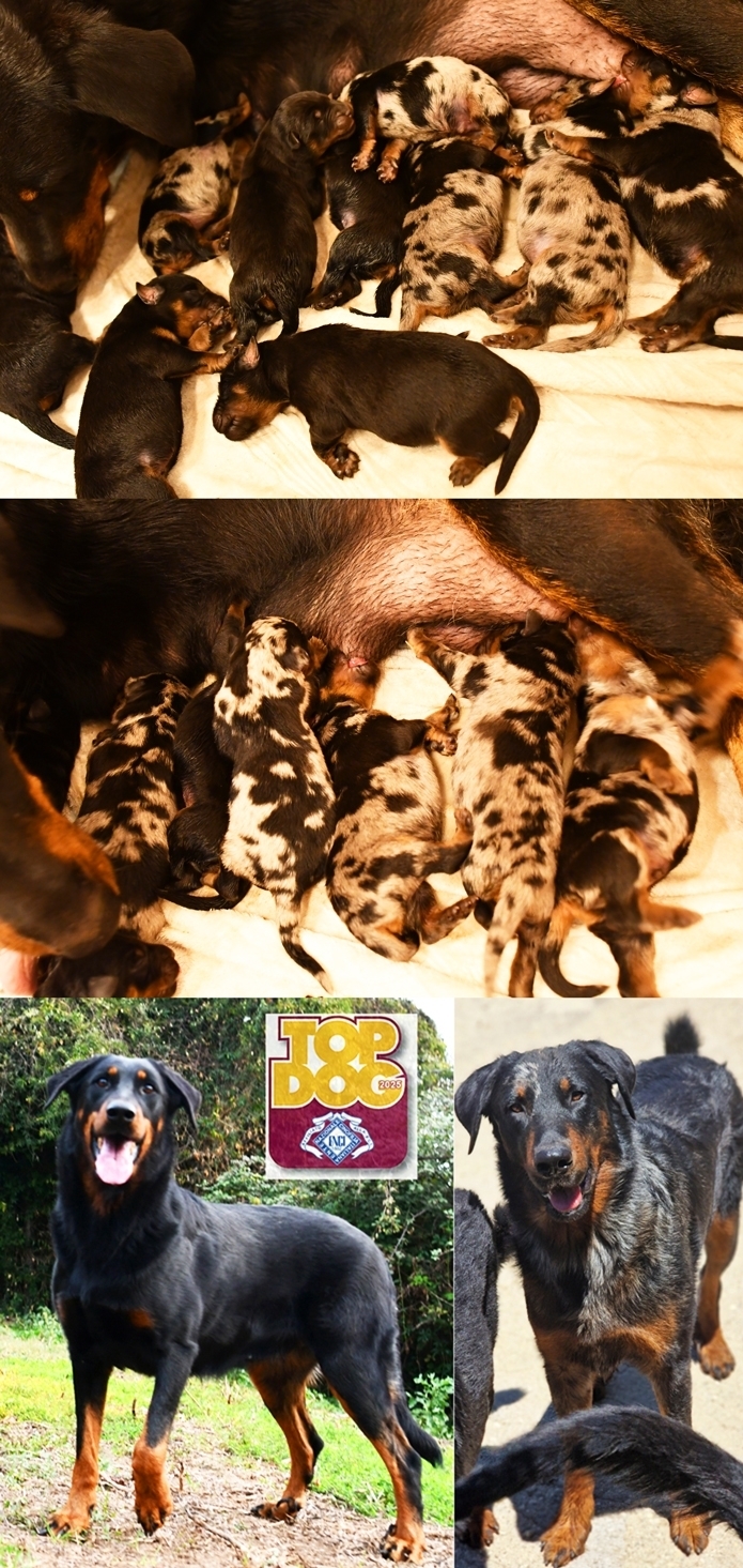 Cucciolata nata il 21 Agosto 2026 (disponibile dalla fine di Ottobre 2026) - Des Gardiens de Rome